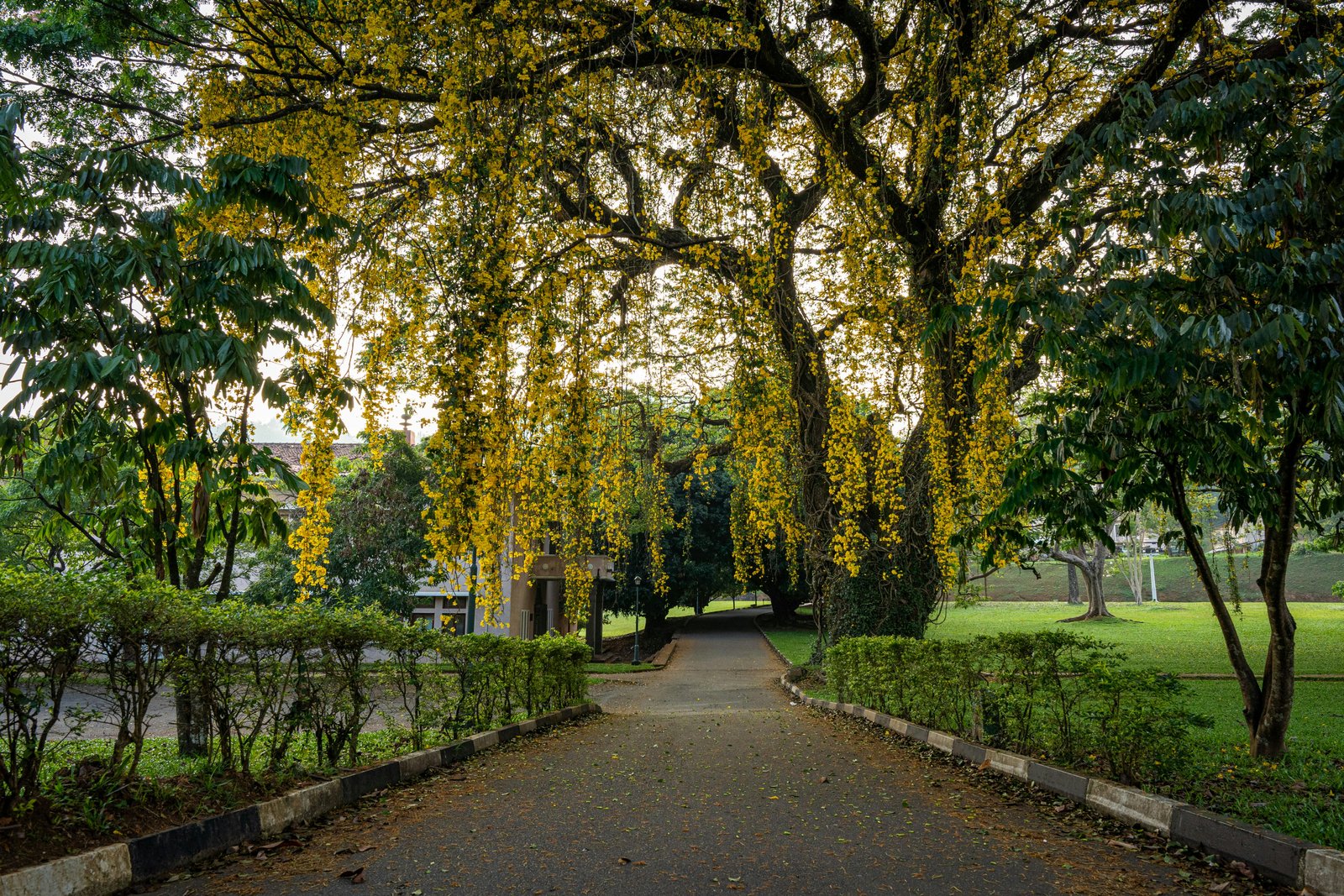 Royal Botanical Gardens of Peradeniya